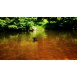 Собака - 05.JPG